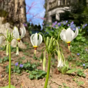 Shooting Star - Primula meadia